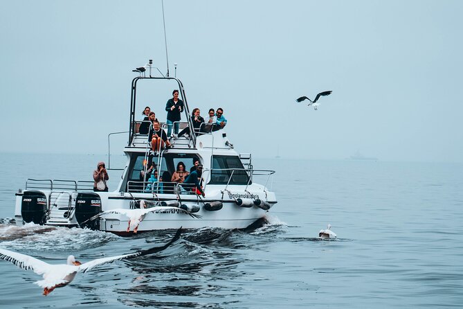 Mola Mola Marine Dolphin Cruise from the Walvis Bay Waterfront to Pelican Point - Who this cruise is best for, and who should rethink it