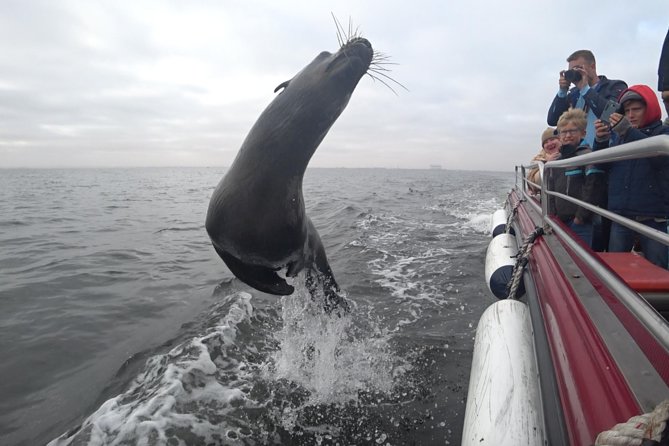 Mola Mola Marine Dolphin Cruise from the Walvis Bay Waterfront to Pelican Point - Wildlife you can actually plan for: dolphins, seals, pelicans, and whales