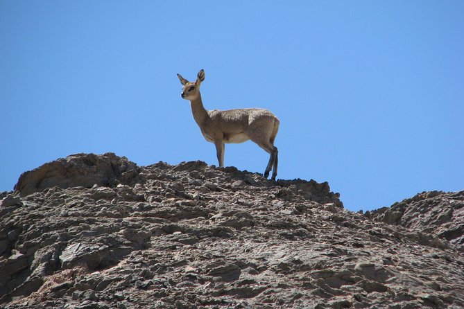 NAMIB DESERT TOURS, Full-Day and Half-Day Tours from Swakopmund, Namibia - Logistics that matter on the ground
