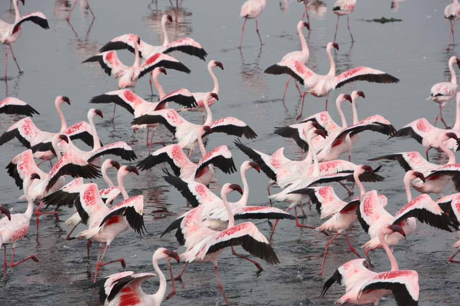 Namibia; Classic Sandwich Harbour Tour - The long drive to Sandwich Harbour, with the payoff in mind