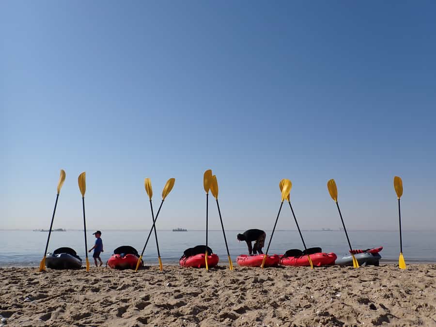 Pelican Point: Kayak with Seals Experience - Whale, dolphin, and jackal odds, how to handle the randomness