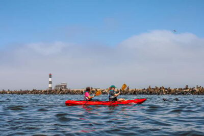 Pelican Point: Kayak with Seals Experience