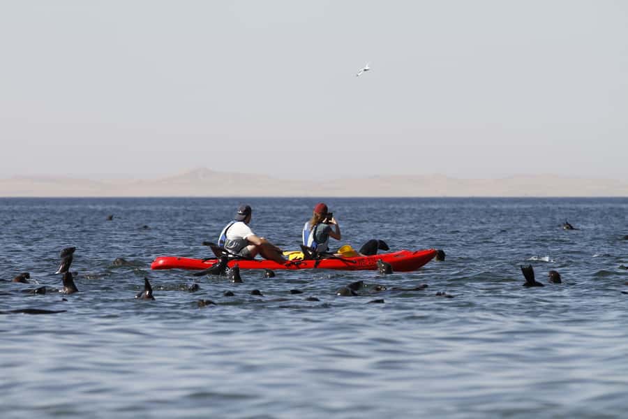 Pelican Point: Kayak with Seals Experience - The beach warm-up, glam-camp setup and a light meal