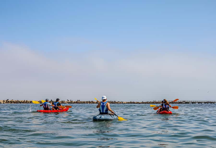 Pelican Point: Kayak with Seals Experience - Price and value, what you get for about $200 per person