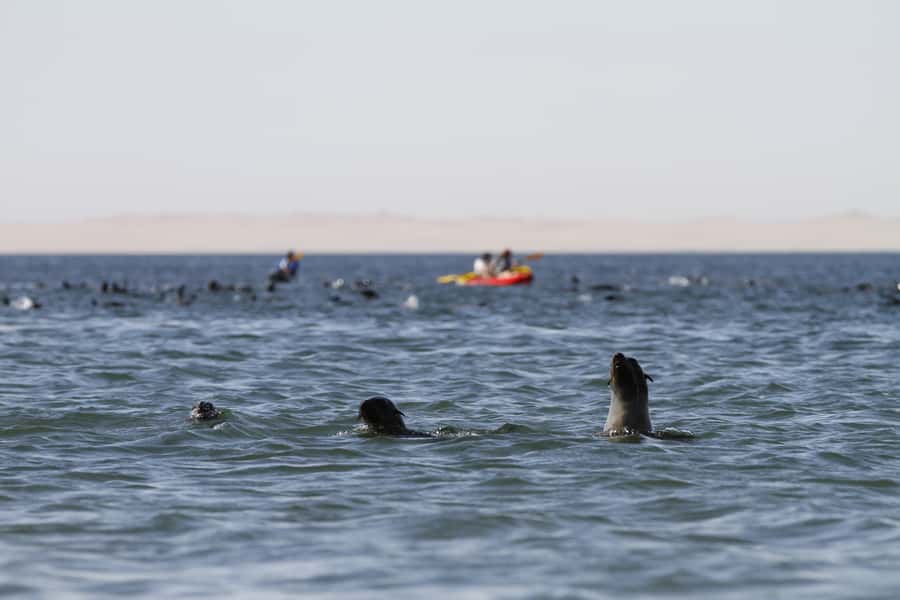 Pelican Point: Kayak with Seals Experience - Who this tour fits best, and who should skip it
