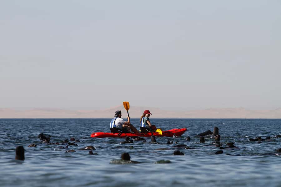 Pelican Point: Kayak with Seals Experience - FAQ