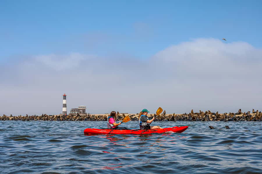 Pelican Point: Kayak with Seals Experience - Paddling among about 100,000 Cape fur seals