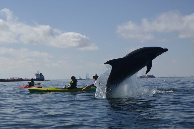 Pelican Point Kayaking Half-Day Tour - Pelican Point at a Glance: what makes this half-day work