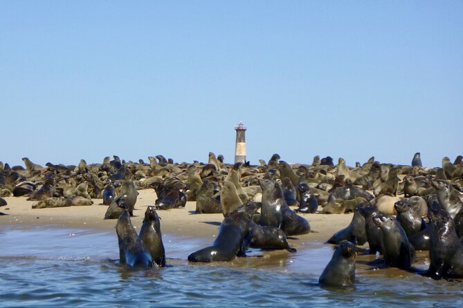 Pelican Point Kayaking Half-Day Tour - Breakfast before you paddle: fuel for a wildlife-focused morning
