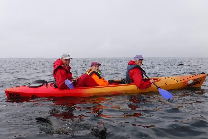 Pelican Point Kayaking Half-Day Tour - Wildlife beyond seals: flamingos, pelicans, cormorants, and more
