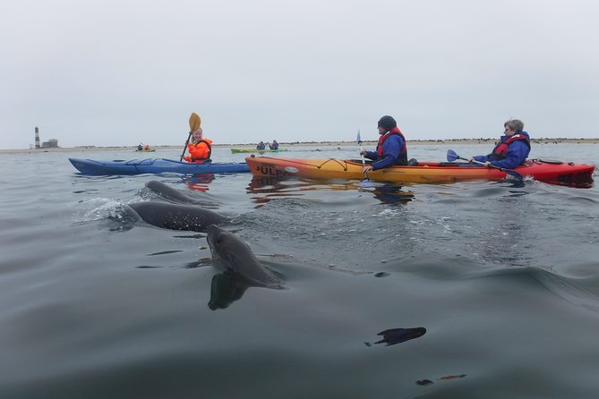 Pelican Point Kayaking Half-Day Tour - How the guide makes the difference (SJ, Jasmine, JD, Francois)