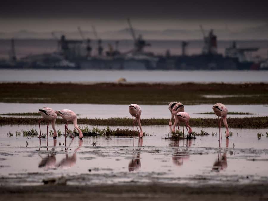Pelican Point Peninsula Tour - Key highlights to plan for