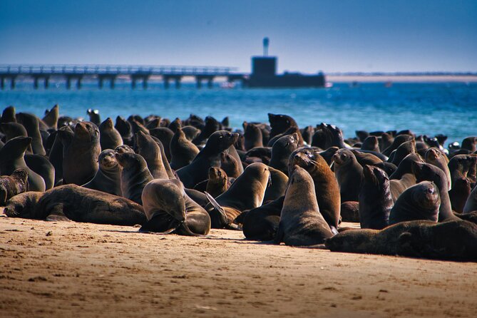 Pelican Point Peninsula Tour- visit the seal colony - Key things I’d plan around