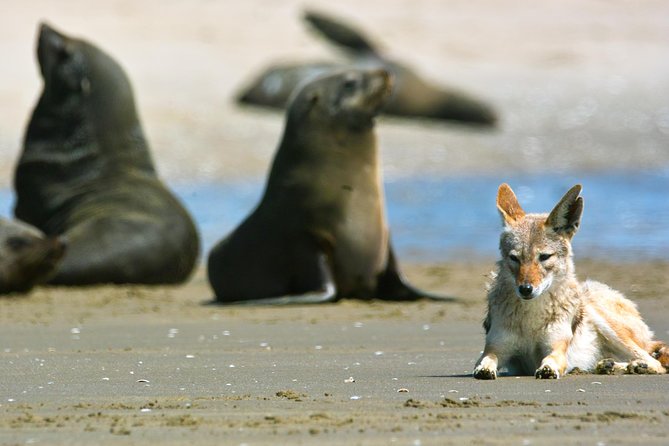 Pelican Point Peninsula Tour- visit the seal colony - Beach off-roading, a shipwreck sighting, and Pelican Point Lighthouse