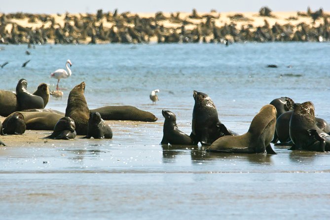 Pelican Point Peninsula Tour- visit the seal colony - Seal colony time: Cape fur seals and jackals on your route