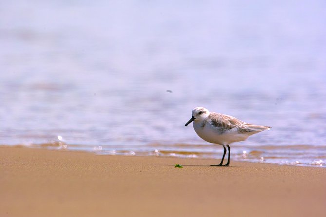 Pelican Point Peninsula Tour- visit the seal colony - Time, comfort, and what the 3 hours feel like