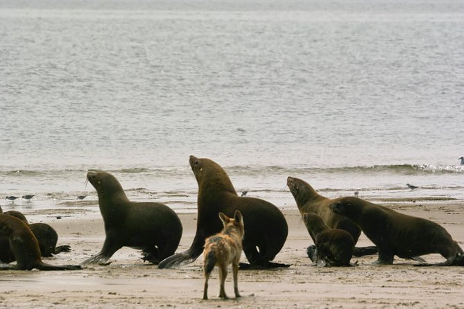 Pelican Point Peninsula Tour- visit the seal colony - Price and value: what you pay for, and what it includes
