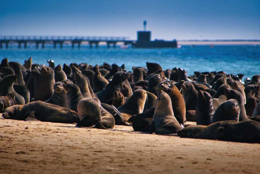 Pelican Point Peninsula Tour - Walvis Bay lagoon: flamingoes, pelicans, and avocets up close