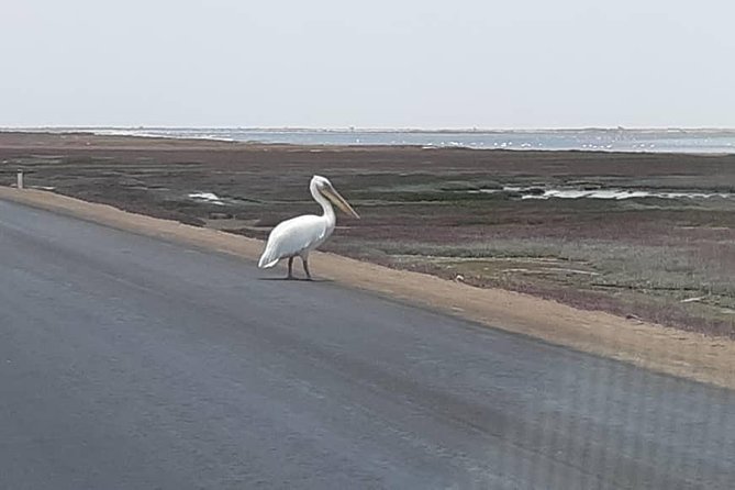 Pelican Point Seal Colony 4x4 Tour - Riding a 4x4 to Pelican Point from Walvis Bay