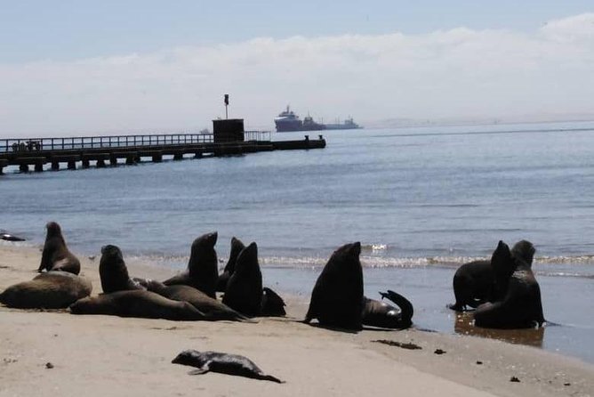 Pelican Point Seal Colony 4x4 Tour - Bird life that keeps you scanning for hours