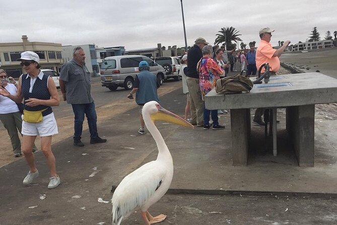 Pelican Point tours,Lagoon tours, Dune7 Adventure - Key highlights to look for