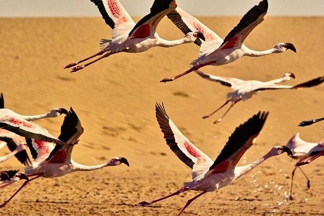 Pelican Point tours,Lagoon tours, Dune7 Adventure - Walvis Bay and Dune 7: the real draw is variety