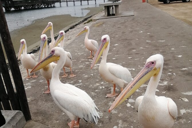 Pelican Point tours,Lagoon tours, Dune7 Adventure - Should you book this Walvis Bay Lagoon and Dune 7 tour?
