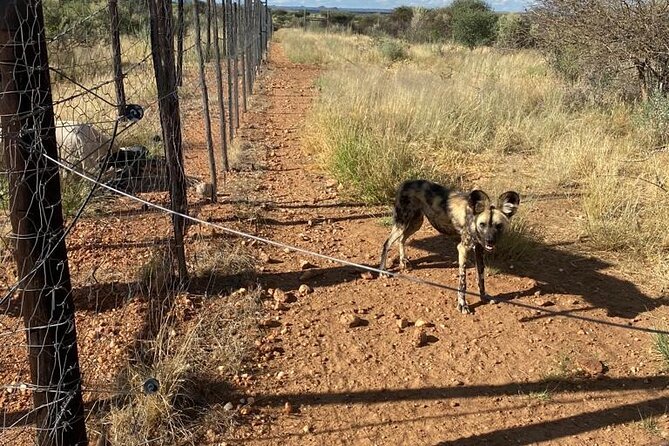 Predator Encounter: Half-Day Carnivore Feeding Windhoek - Key highlights you should know before you book