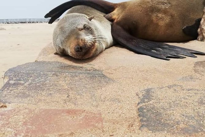 Private Half Day Coast Tour of Walvis Bay and Swakopmund City - Swakopmund Old Town and Dune 7: Little Germany Meets Namib Desert Sand