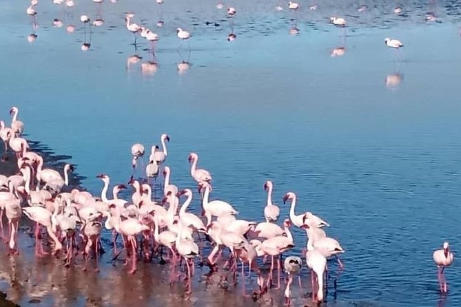 Private Half Day Coast Tour of Walvis Bay and Swakopmund City - Timing, Transportation, and How to Plan Your Day in Namibia