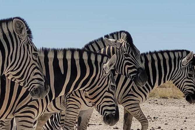 Private Multi-Day Tour Self-Drive for Beginners Safari in Namibia - Key Highlights You’ll Feel on the Road