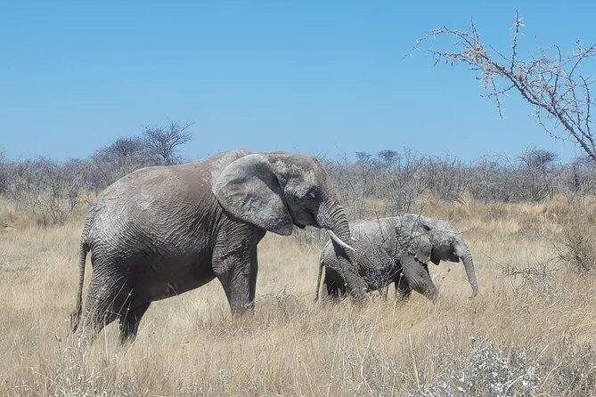 Private Multi-Day Tour Self-Drive for Beginners Safari in Namibia - Waterberg National Park and Day 1-2 Time in Central Namibia
