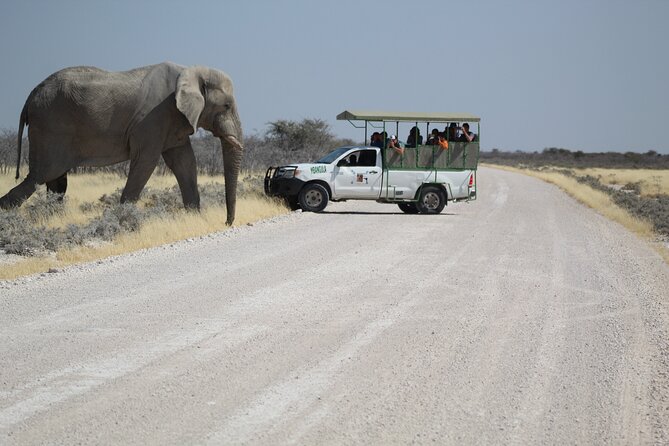 Safari in Etosha national park with professional tour guides born in Etosha. - Price, Park Fees, and What You’re Really Buying