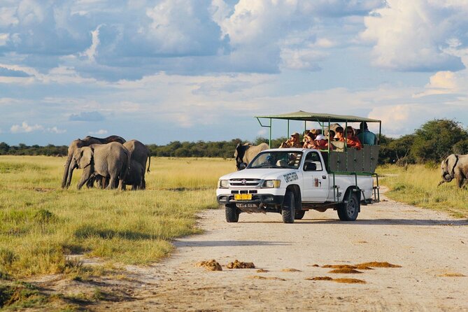 Safari in Etosha national park with professional tour guides born in Etosha. - Day-of Comfort: Cold Mornings, Long Scans, and Simple Supplies