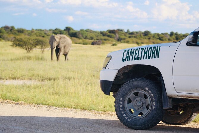 Safari in Etosha national park with professional tour guides born in Etosha. - Should You Book This Etosha Safari With Yavola Tours?
