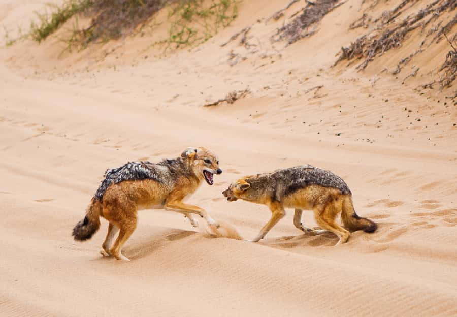 Sandwich Harbour 4x4 Guided Tour - Wildlife spotting: how to think about “possible” encounters