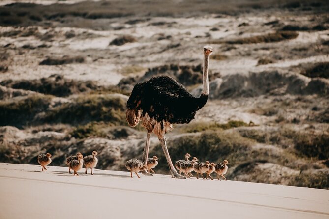Sandwich Harbour 4x4 Guided Tour - Unforgettable Adventure - Key highlights you should care about