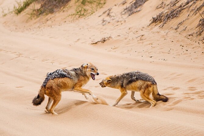 Sandwich Harbour 4x4 Guided Tour - Unforgettable Adventure - Price and what you’re really paying for (4 to 5 hours)