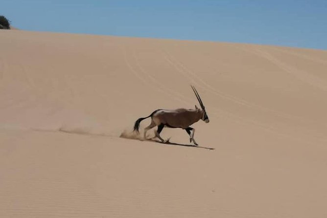 Sandwich Harbour 4x4 guided tours.Join us for an awe inspiring adventure. - Sandwich Harbour, Walvis Bay: dunes, lagoon, and birdlife in Namib-Naukluft