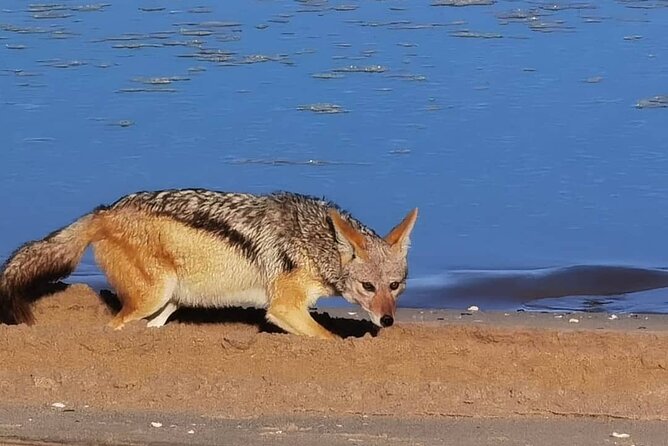 Sandwich Harbour 4x4 Private Guided Tour - Your very own private tour! - Included drinks and entry ticket: where this tour adds real value