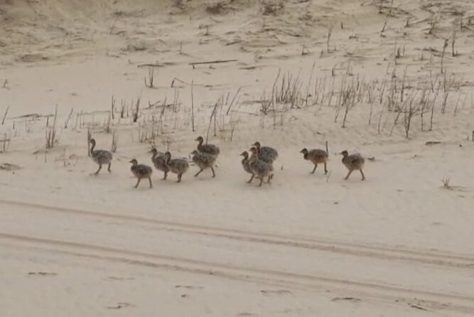 Sandwich Harbour 4x4 Private Guided Tour - Your very own private tour! - What to skip in advance: packing, comfort, and what is not included