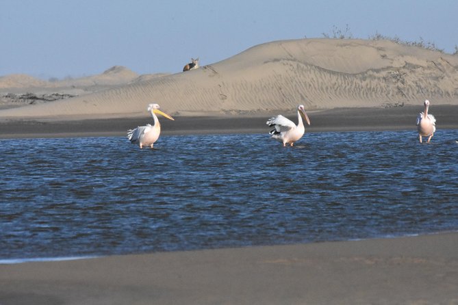 Sandwich Harbour Adventure: Seals and Sandwich harbour dune drive - Pelican Point and the 70,000-Strong Seal Colony Moment