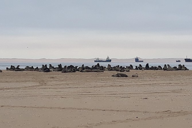 Sandwich Harbour Adventure: Seals and Sandwich harbour dune drive - Walvis Bay Lagoon Stops and the Flamingo Numbers Game