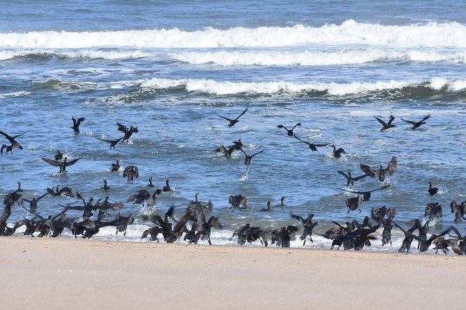 Sandwich Harbour Adventure: Seals and Sandwich harbour dune drive - Sundowner Time: Why the Ending Matters