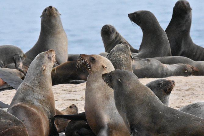 Sandwich Harbour Adventure: Seals and Sandwich harbour dune drive - Guides, Groups, and Vehicles: What Your Day Will Feel Like