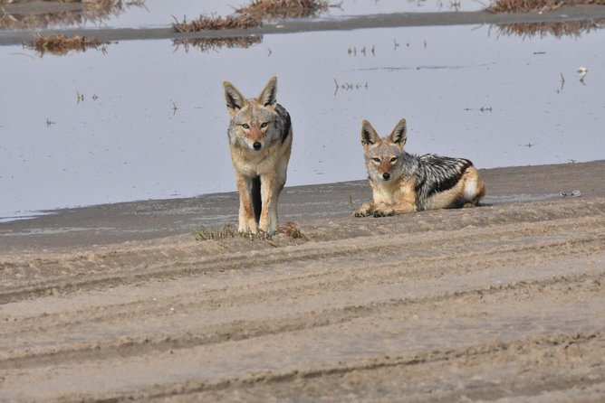 Sandwich harbour and Welwitschia Tour - Getting from Swakopmund to the desert in a 4x4, the practical way