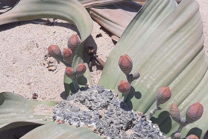 Sandwich harbour and Welwitschia Tour - The Moon Landscape stop, 500 million years in a place you can actually feel