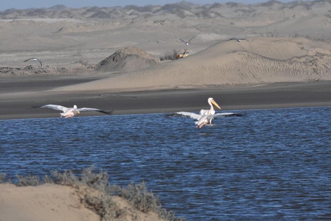 Sandwich harbour and Welwitschia Tour - Lunch and small-group size: what it means for your comfort