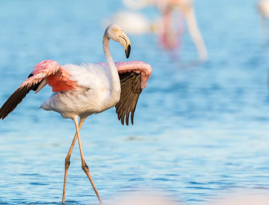 Sandwich Harbour Full Day 4x4 Adventure - Return to Walvis Bay and the animal-spotting afterglow