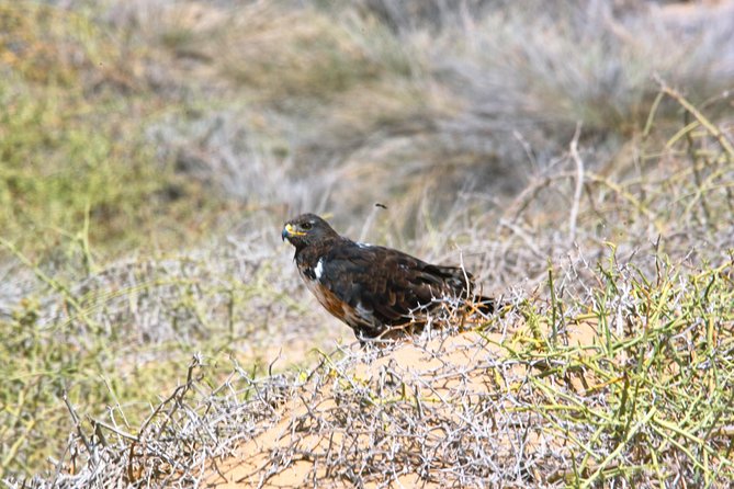 Sandwich Harbour Half-Day 4x4 Tour (5 hours) from Walvis Bay - The 8:30 start, 5-hour rhythm, and what the desert drive is like